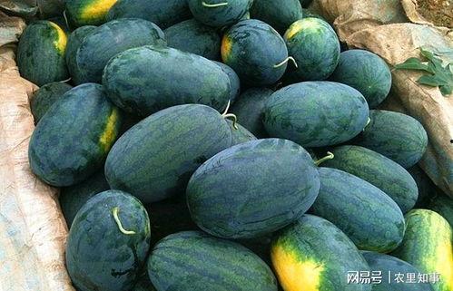 黑瓜吃料网官方入口,揭秘美食资讯新天地