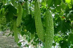 康县网红 吃瓜群微信号,网络社交新风向标