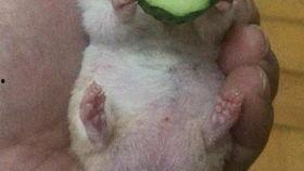 吃瓜老王主页官网,主页官网带你领略瓜界风云