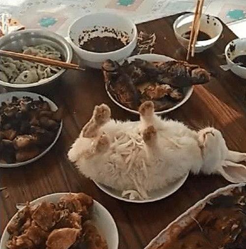 野餐兔网红吃瓜视频播放,带你领略美食与娱乐的完美融合