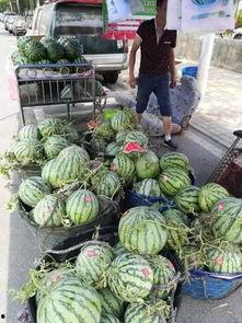 内蒙古网红吃瓜事件,揭秘网络舆论背后的真相