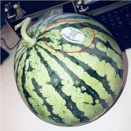 镇平网红吃瓜,揭秘网络红人的幕后生活