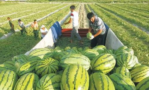 网红吃瓜博雅图片高清,一场视觉盛宴
