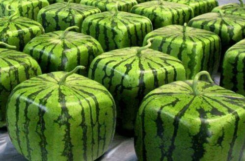 吃瓜中国网,揭秘娱乐圈幕后故事，带你领略娱乐风云