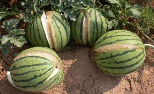 网红吃瓜游戏叫什么名字,揭秘网络红人间的趣味互动盛宴