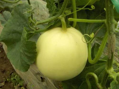 成县网红吃瓜事件,揭秘网络舆论背后的真相与反思