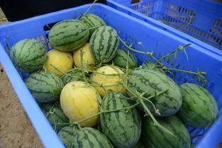 用校园网看了吃瓜群,网络社交的另类风景