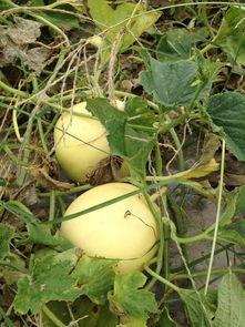 吃瓜网入口,带你走进娱乐圈的幕后风云