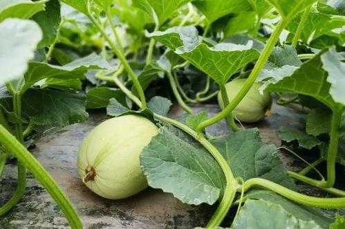 吃瓜网入口,带你走进娱乐圈的幕后风云