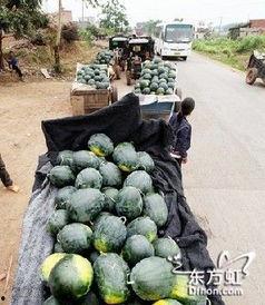 藏区网红吃瓜事件,揭秘网络舆论背后的真相与反思