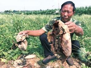 藏区网红吃瓜事件,揭秘网络舆论背后的真相与反思