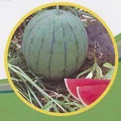 藏区网红吃瓜事件,揭秘网络舆论背后的真相与反思