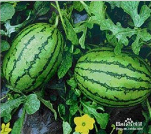 免费吃瓜的网,揭秘网络世界的娱乐狂欢