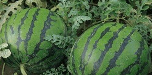 免费吃瓜的网,揭秘网络世界的娱乐狂欢