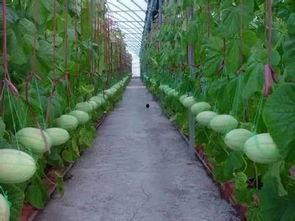 盐山网红吃瓜群微信号是多少,微信号背后的神秘世界