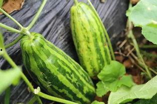 吃网红的瓜什么意思,吃瓜群众如何解读网络八卦风云