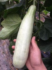 吃网红的瓜什么意思,吃瓜群众如何解读网络八卦风云