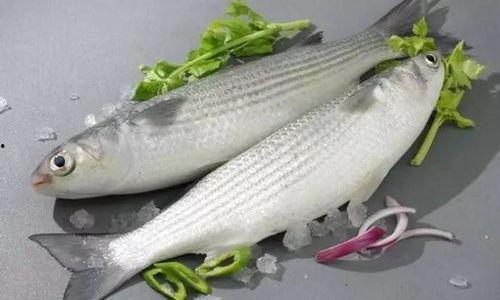 吃瓜鲻鱼头网红