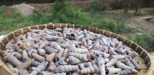 快手网红吃瓜群最新动态,揭秘娱乐圈最新热点事件