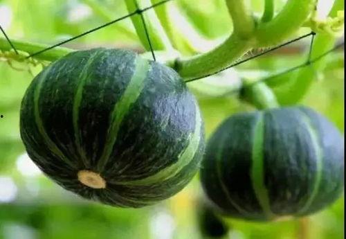 网红刘雅婧吃瓜事件,真相究竟如何？