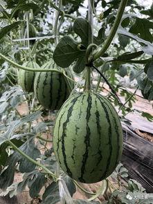 澄海网红吃瓜,揭秘幕后故事与热门话题