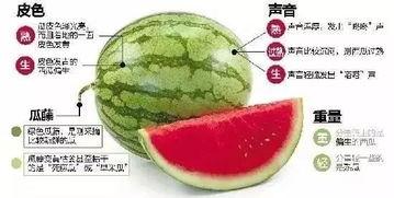 网课吃瓜微信,揭秘微信中的那些“瓜”