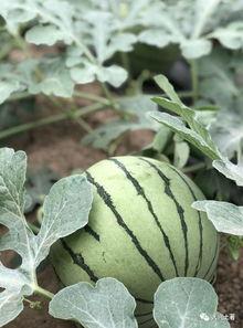 成都吃瓜网红是谁啊