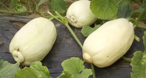 抖音网红小焦吃瓜