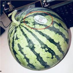 浚县网红吃瓜最新,揭秘背后真相与网络热议