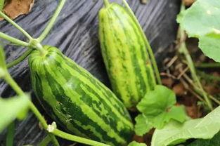 网红吃不吃瓜什么意思呀