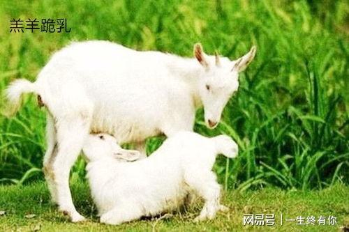 网红小羊吃瓜视频大全下载