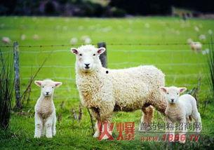 网红小羊吃瓜视频大全下载