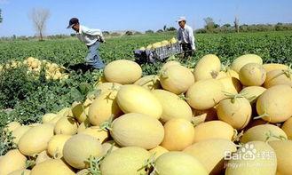 吃各种网红哈密瓜的好处,美味与健康双重享受的甜蜜秘诀