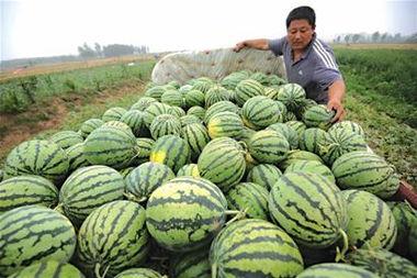 吃瓜网红事件最新高密,揭秘网络舆论背后的真相与争议