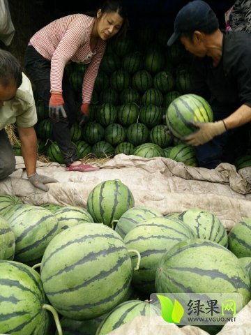 吃瓜网红事件最新高密,揭秘网络舆论背后的真相与争议