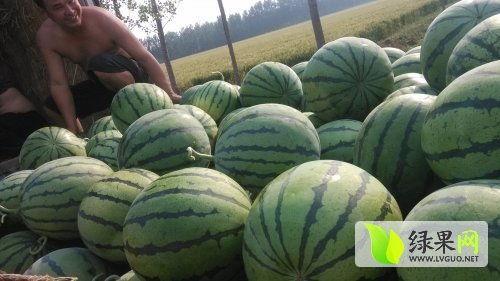 吃瓜网红事件最新高密,揭秘网络舆论背后的真相与争议