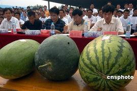 安徽网红八卦吃瓜事件