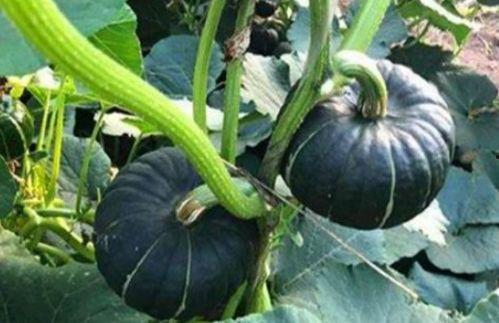 吃瓜网红赵一菲是谁