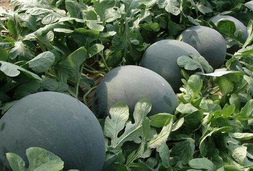 黑网料吃瓜网免费,免费获取独家内幕，揭秘娱乐圈幕后真相