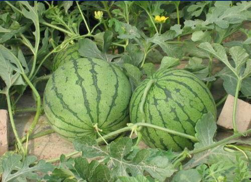 青州网红吃瓜事件